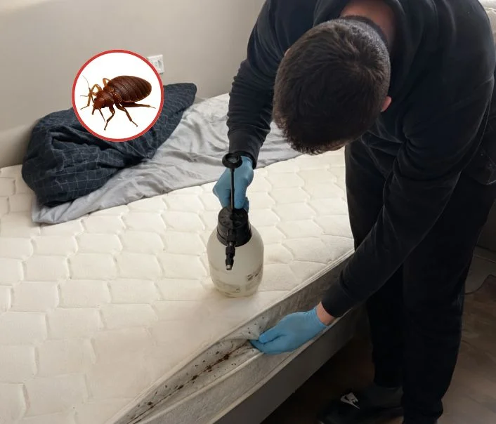 Technicien traitant un matelas contre les punaises de lit à Pierrefitte-sur-Seine
